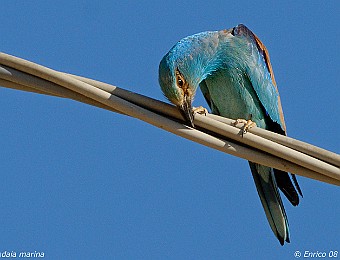 Animali 297